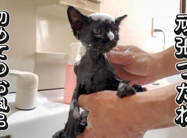 【保護猫】保護した小さな子猫、初めてのお風呂　2026特別編　カラスに襲われていた子猫　第２話