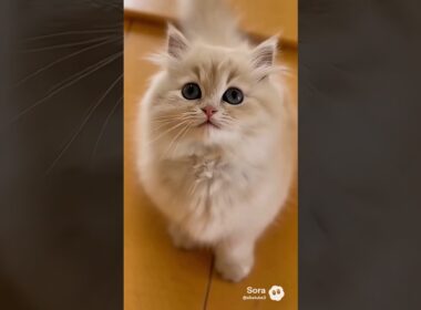 マメちゃんミケちゃんが、ラガマフィンの子猫を連れて帰って来た😻