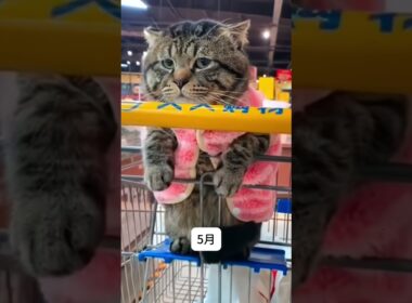 拾った子猫、1年後まさかの姿に…😂🐱