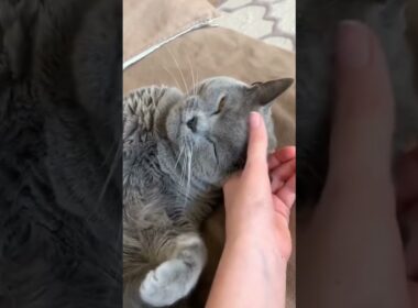 これがシャルトリュー！微笑んでるように見える猫🐱🙂 #猫好き #かわいい猫 #猫 #シャルトリュー