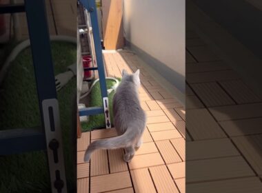 午後のつむやま〜【シャルトリューつむやまののんびりアフタヌーン日記】 #cat #ねこ #chartreux  #シャルトリュー #猫 #ネコ #ノラジョーンズ