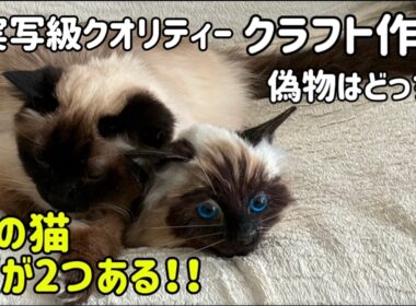 【驚愕】本物の猫も困惑？超リアルなバーマンを羊毛フェルトで作ってみた。