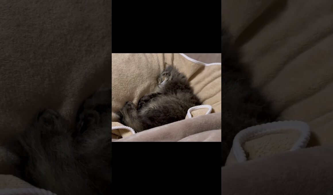 足元で寝る猫くうちゃん #cat #スクーカム #猫 #猫のいる暮らし #shorts #猫好きさんと繋がりたい