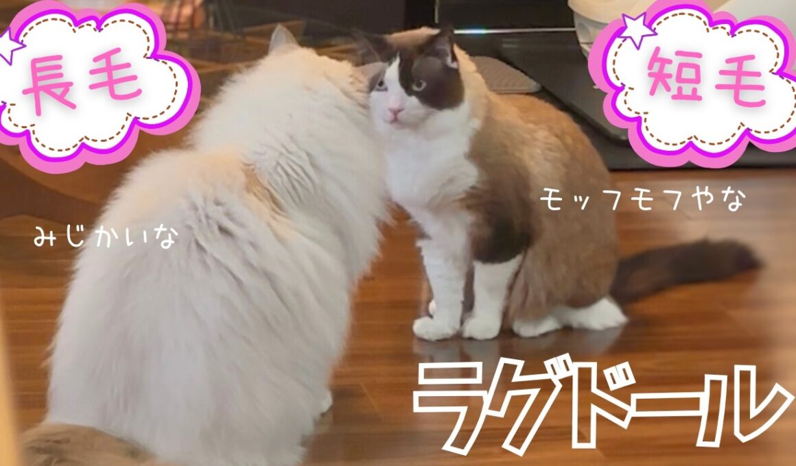【短毛ラグドール】もふもふ長毛ラグドールと並ぶとこうなりました。