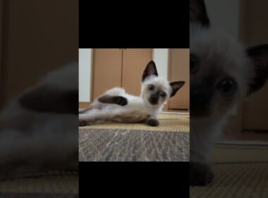 ゆっくりと立ち上る生後30日のシャム子猫👶 #Shorts