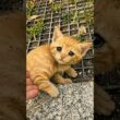 後ろ足が動かない子猫に奇跡は起きるのか… #保護猫 #子猫 #感動