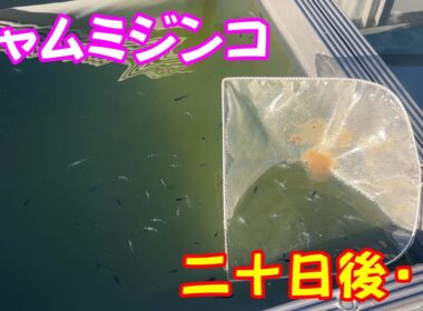 【めだか】シャムミジンコの使って見て二十日後の感想。増やしやすさやメダカの食いなど。Ｂ型おやじ　2026年　5月　31日　投稿