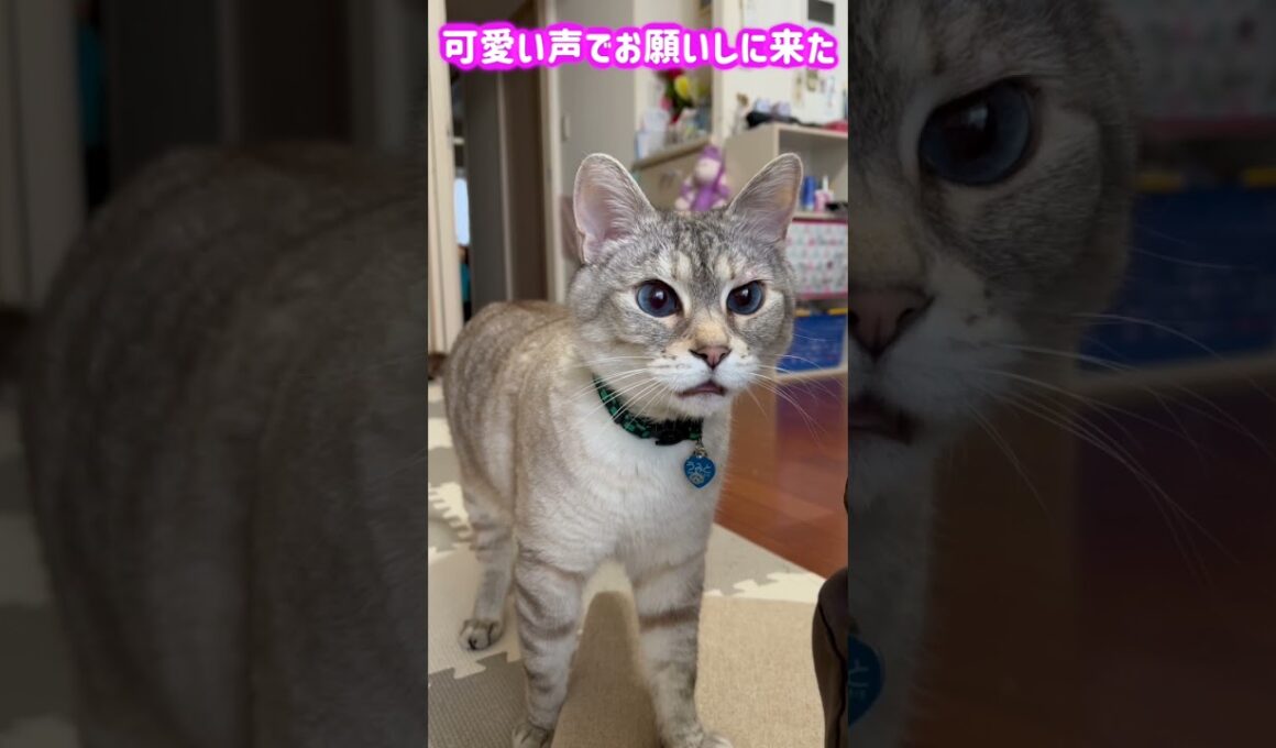 可愛い声でお願いしに来た