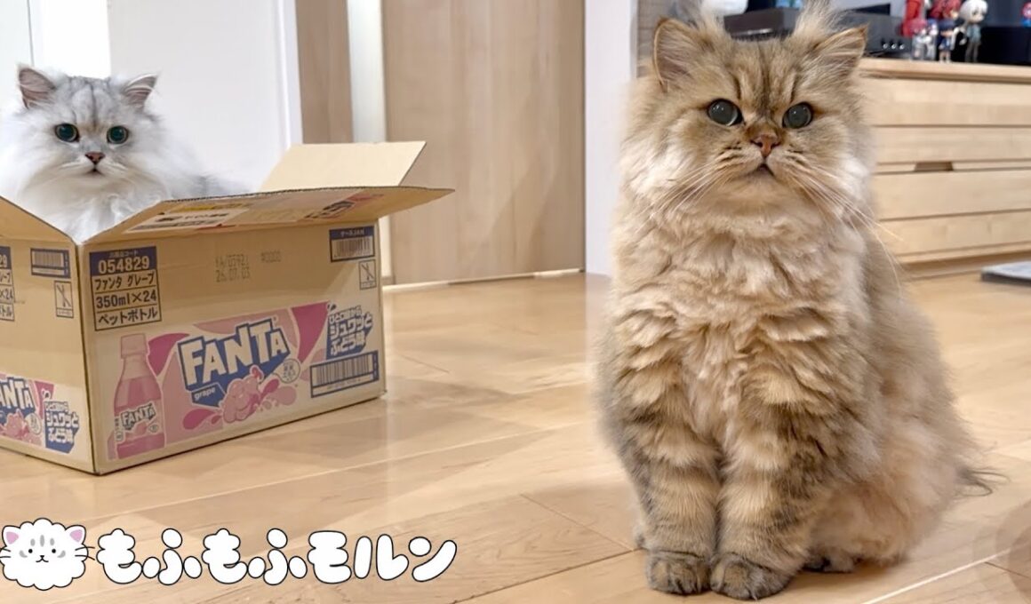 新スタイルに慣れたもふもふ猫たち【サイベリアン】