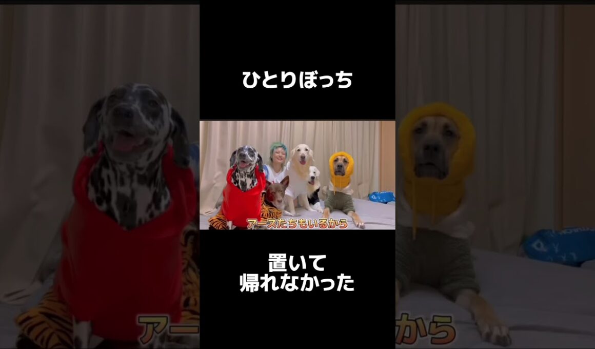 【大型犬５匹】ひとりぼっちの子猫を保護しました。