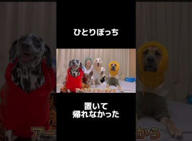 【大型犬５匹】ひとりぼっちの子猫を保護しました。