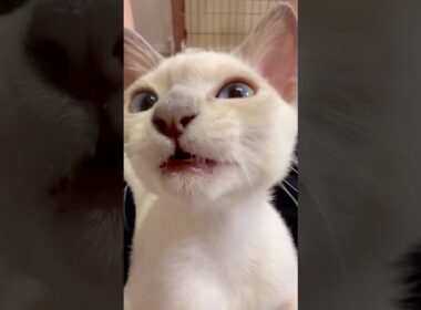 自由移動する猫型バッテリーの使用手順