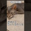 【猫風邪】先住猫も猫風邪にかかりました… #shorts #猫 #アビシニアン