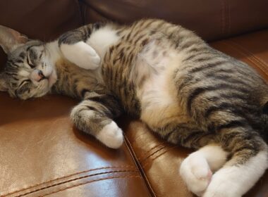 24/7 Cat Livestream 🐱 (With Meal Times!)【キジ白猫Kokoroちゃんのまったり時間】
