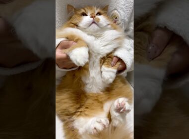 夜の踊り子をまた踊ってみました！ #shorts #猫 #マンチカン #短足マンチカン #cat #munchkin