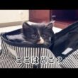 3匹の子猫を引き取ってきました