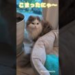 スコティッシュのハッチくん　ミックスのみーみちゃん久しぶりのシッターで近くに来てくれてめちゃ嬉しかった