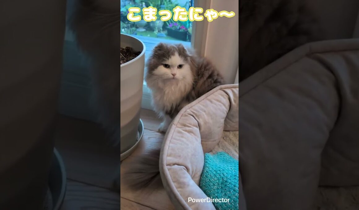 スコティッシュのハッチくん　ミックスのみーみちゃん久しぶりのシッターで近くに来てくれてめちゃ嬉しかった