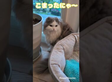 スコティッシュのハッチくん　ミックスのみーみちゃん久しぶりのシッターで近くに来てくれてめちゃ嬉しかった
