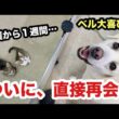 カラスから救った野良子猫を隔離して1週間…ラブラドールレトリバーと初めてサークル越しに対面させてみたら温かい絆が生まれました