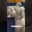 モーニング #ねこ動画 #アメリカンカール #catlife