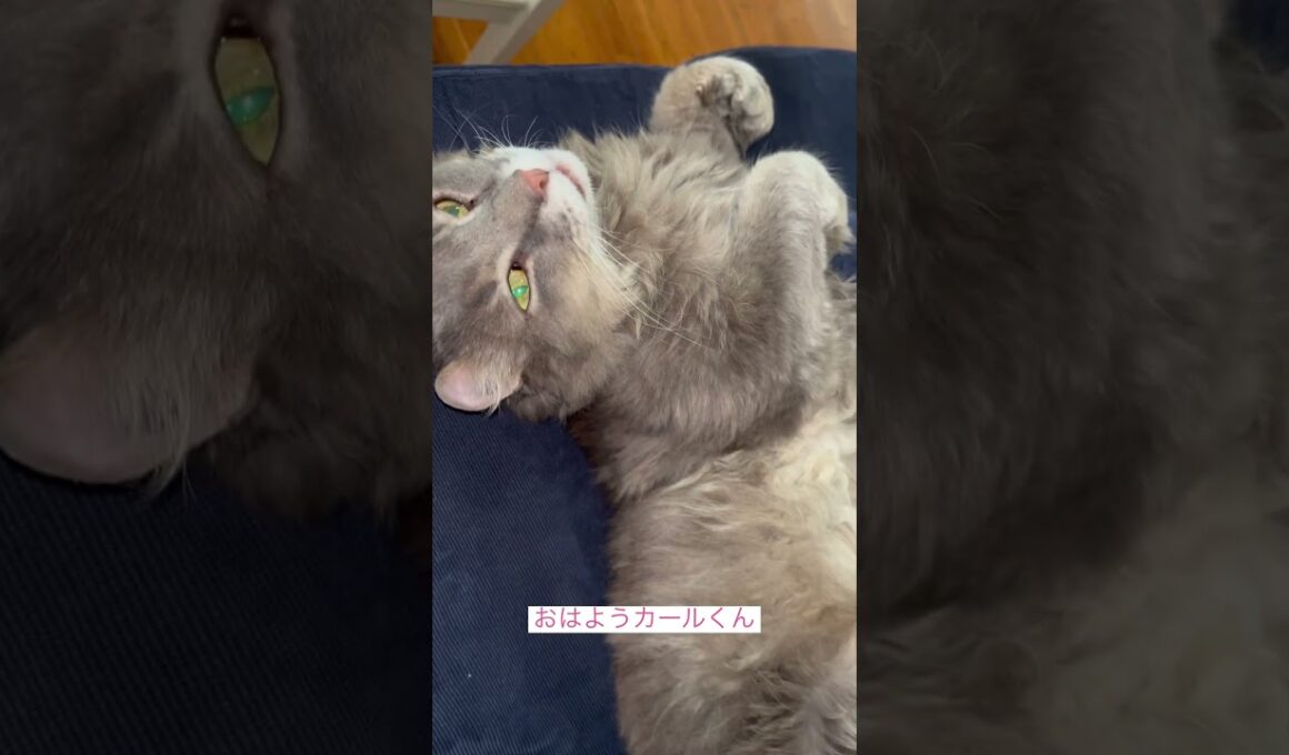 モーニング #ねこ動画 #アメリカンカール #catlife