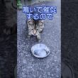 涼しい夏希望！#猫 #野良猫 #地域猫