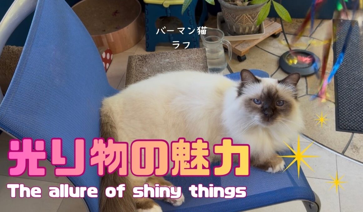 バーマン猫ラフ【光り物の魅力】The allure of shiny things（バーマン猫Birman/Cat
