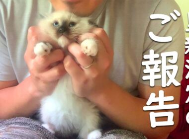 ご報告！保護子猫の黒シャム、里親決定！