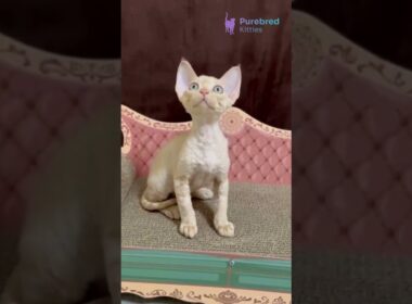 Meet Fingus: Red Marble Devon Rex Full of Charm ❤️✨ #DevonRex #RedMarbleDevonRex #DevonRexKitten
