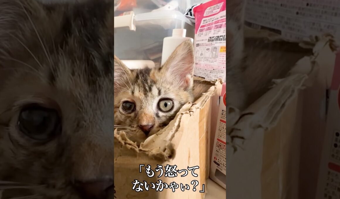 🐱はじめて叱られた子猫の反応   #cat #kitten #猫 #子猫 #ねこ #こねこ #shorts  #猫のいる暮らし