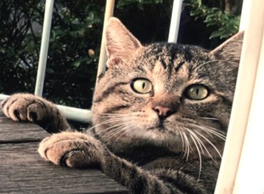 もし猫のモドキが口を利けたなら、、楽しいことになるだろう