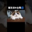 台風前夜🌀台風中は父が仕事で帰って来れないから実家にお泊り🧑🏻‍🦳🏠️ #shorts #猫 #ラグドール #甘えん坊猫 #もふもふ #猫のいる生活