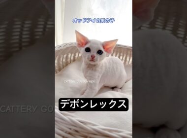 【デボンレックス】 #オッドアイ #デボンレックス #オッドアイの白猫 #devonrex #白猫 #子猫 #ブリーダー #shorts #こねこ #猫 #cat #cfa #キャッテリー #愛知県