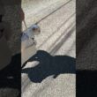 ルンルン💞【猫：今日のひとコマ】ホワイトヒマラヤン15歳チーノ　#cat #cute #猫のいる暮らし