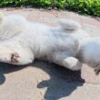クネクネするシャム猫と遊んでいたら、姉妹猫も駆けつけて甘えてきた