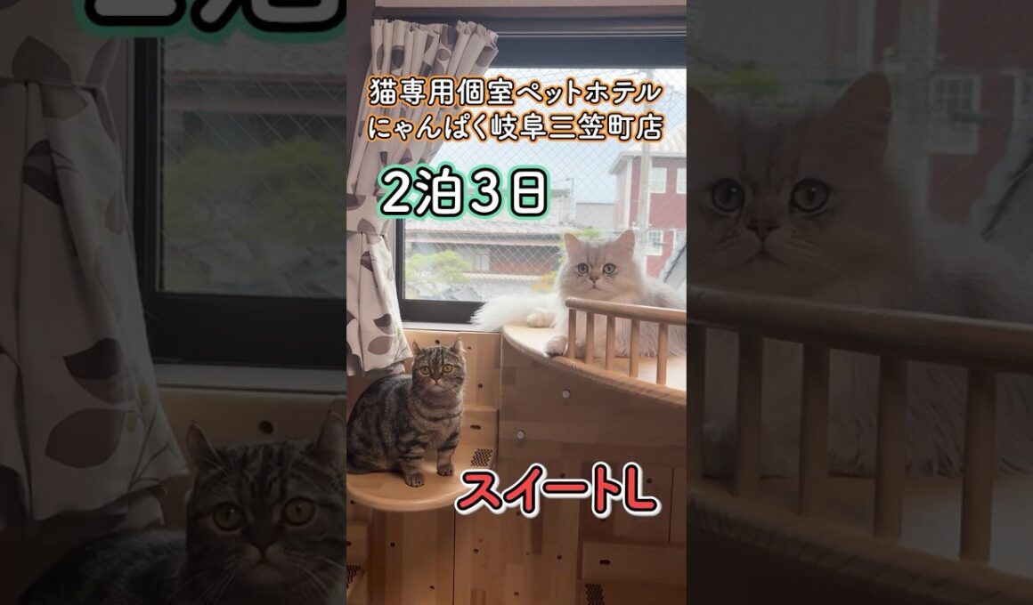 ペットホテルでの猫ちゃんの様子『にゃんぱく岐阜三笠町店』　#shorts