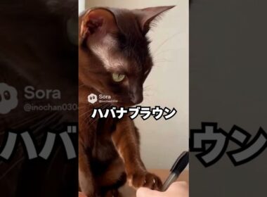 見た目はクール。でも、前足でそっと触れてくる猫😽…ハバナブラウン｜猫の雑学 #shorts #猫のいる暮らし #猫の雑学 #cat #猫好きさんと繋がりたい #猫のいる生活