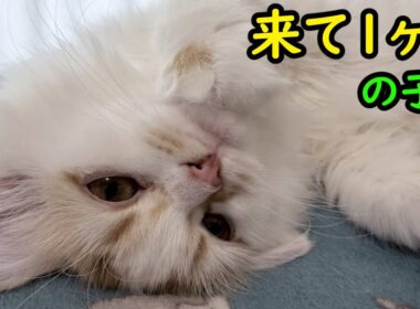 お迎えして1ヶ月の子猫の様子。サイベリアンしゃけ巨大猫長毛種