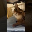 休日のねこちゃん　#cat #ねこ #アビシニアン