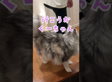 夜玄関で少年の帰りを待っていた大型猫#shorts