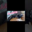 甘えん坊子猫、妹猫が寝ている隙に...🤫【双子保護猫】