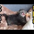 【異変】保護した子猫が突然ミルクを飲まなくなりました…