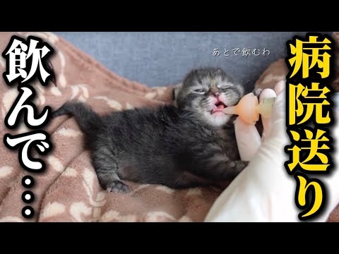 【異変】保護した子猫が突然ミルクを飲まなくなりました…