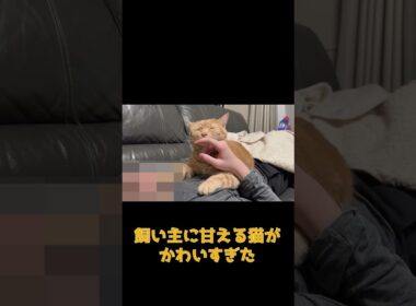 アメショの男の子は甘えん坊すぎる #ネコ #cat  #ねこ #猫のいる生活 #shorts #アメショ #ノルウェージャンフォレストキャット #アメリカンショートヘア #猫のいる暮らし