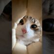 噂の猫トラップに苦戦する2匹が可愛すぎた　#cat #猫 #ノルウェージャン #ノルウェージャンフォレストキャット #norwegianforest