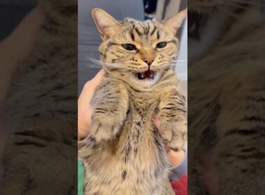 もふもふ猫が可愛すぎて、座布団1枚www #cat #猫