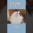 ラグドールの胸毛、育ちすぎました。｜トイガー&ラグドール　#トイガー #ラグドール #catshorts　#猫のいる暮らし #catfunny #大型猫