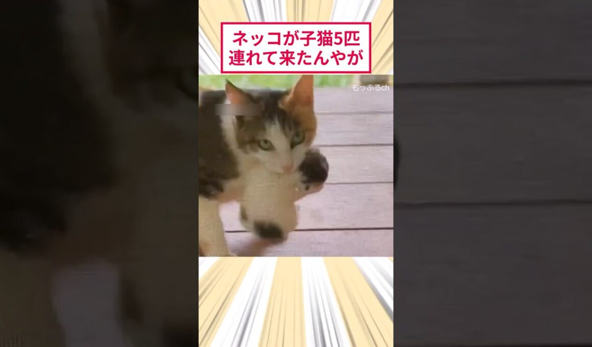 ネッコが子猫5匹連れて来たんやが #2ch動物スレ #猫動画 #猫のいる暮らし