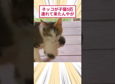 ネッコが子猫5匹連れて来たんやが #2ch動物スレ #猫動画 #猫のいる暮らし